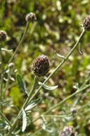 Centaurea stoebe ssp. australis