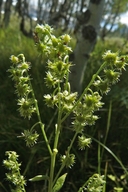 Hackelia floribunda