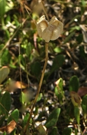 Fritillaria sp.