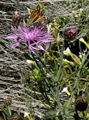 Centaurea stoebe ssp. australis