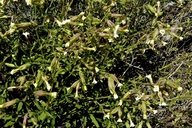 Silene latifolia ssp. alba