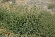 Kochia scoparia ssp. scoparia