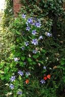 Pseudocodon grey-wilsonii