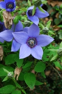 Pseudocodon grey-wilsonii