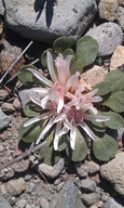 Lewisia kelloggii ssp. hutchisonii