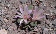 Lewisia kelloggii ssp. hutchisonii