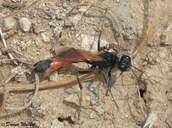 Digger Wasp