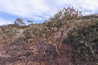 South Island Bush-poppy
