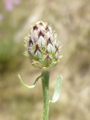 Centaurea stoebe ssp. australis