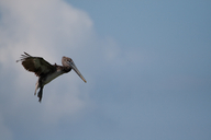Pelecanus occidentalis