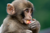 Macaca fuscata