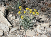 Yellow Flowered Cryptantha