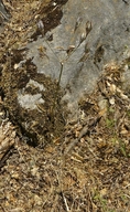 Triteleia laxa