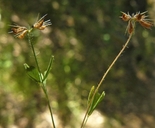Trifolium bifidum