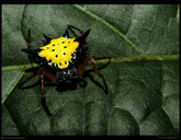 Spiny Orb Weaver Spider