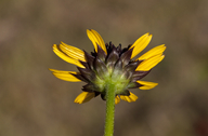 Wetland Sunflower