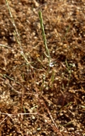 Polygonum californicum