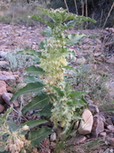 Asclepias nyctaginifolia