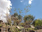 Euphorbia revoluta