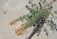 Eremothera boothii ssp. desertorum