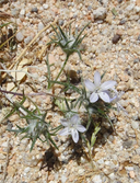 Eriastrum pluriflorum ssp. albifaux