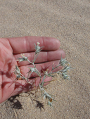 Eriastrum harwoodii
