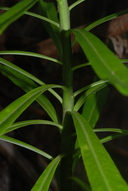 Trematolobelia grandifolia