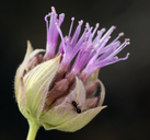 Monardella linoides ssp. sierrae