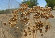 Conium maculatum