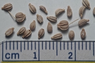 Conium maculatum