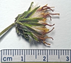 Nothocalais alpestris