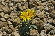 Nothocalais alpestris
