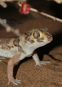 Bedraiga's Wonder Gecko