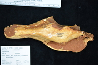 Thylacinus
