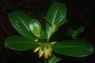 Labordia hedyosmifolia