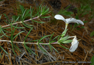 Leptosiphon floribundus ssp. floribundus
