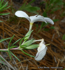Leptosiphon floribundus ssp. floribundus