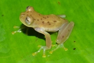 Nymphargus ignotus