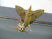 Eumorpha labruscae