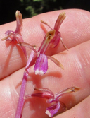 Corallorhiza mertensiana