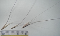 Elymus elymoides