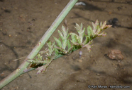 Saltugilia caruifolia