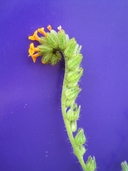Amsinckia lycopsoides