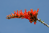 Fouquieria splendens