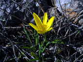Autumn Daffodil