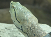 Side-neck Turtle