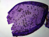Sphagnum papillosum
