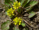 Ranunculus cymbalaria
