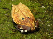 Sclerophrys superciliaris