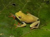 Hyperolius camerunensis